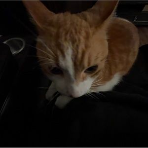 Meet your Posher, Azrael